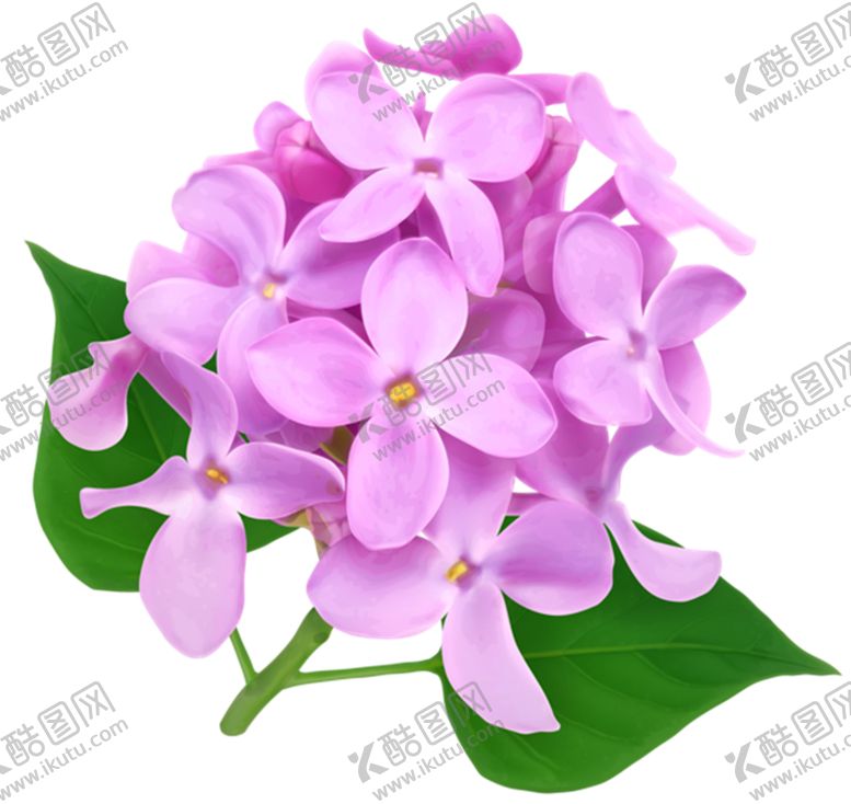 编号：16057205160901051996【酷图网】源文件下载-丁香花