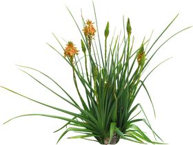 免扣花卉素材