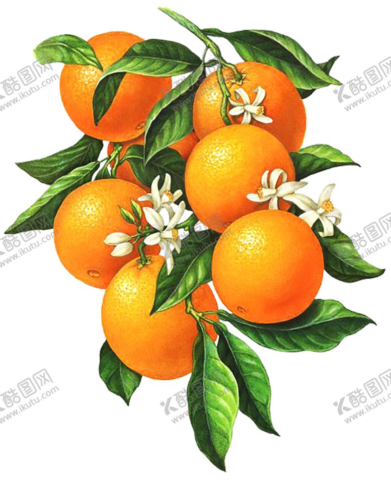 编号：53285009150552419418【酷图网】源文件下载-水果