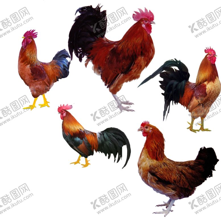 编号：89600910252047518639【酷图网】源文件下载-公鸡