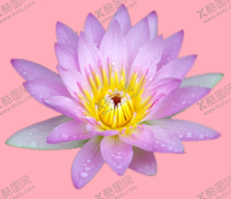 编号：49458801280949256481【酷图网】源文件下载-莲花