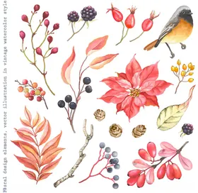 秋季花鸟植物水彩插画
