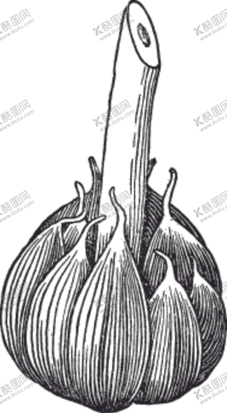 编号：63518710270215438820【酷图网】源文件下载-素描手绘蔬菜