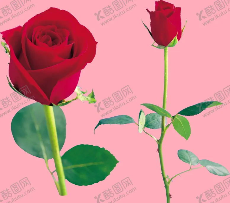 编号：26601011271028468349【酷图网】源文件下载-玫瑰花
