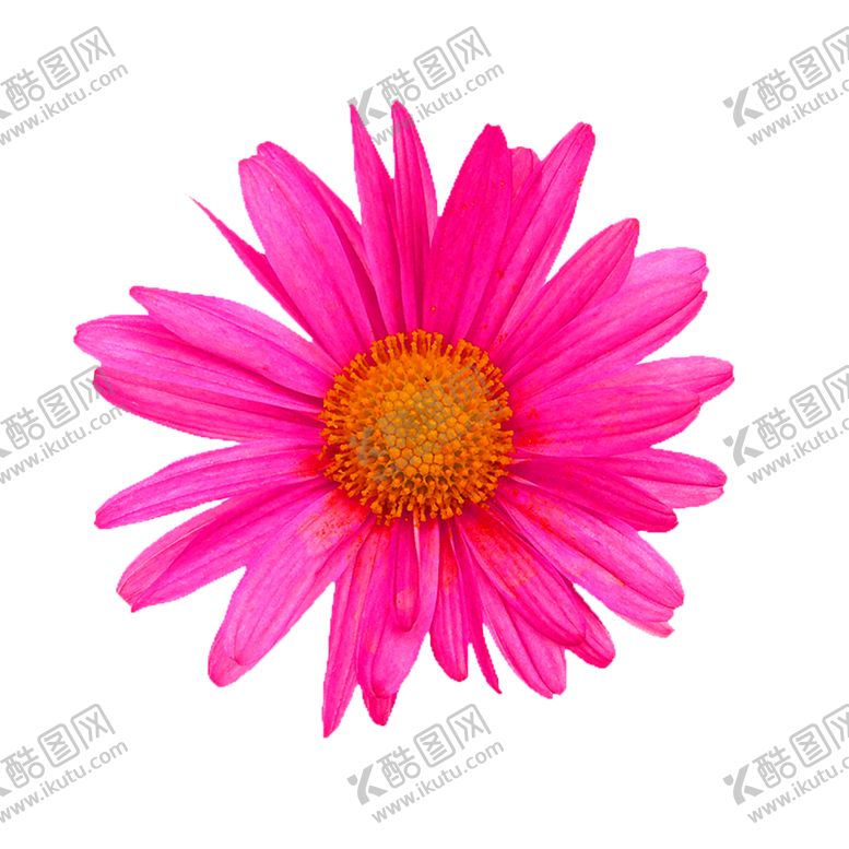 编号：87328907041943576150【酷图网】源文件下载-花素材