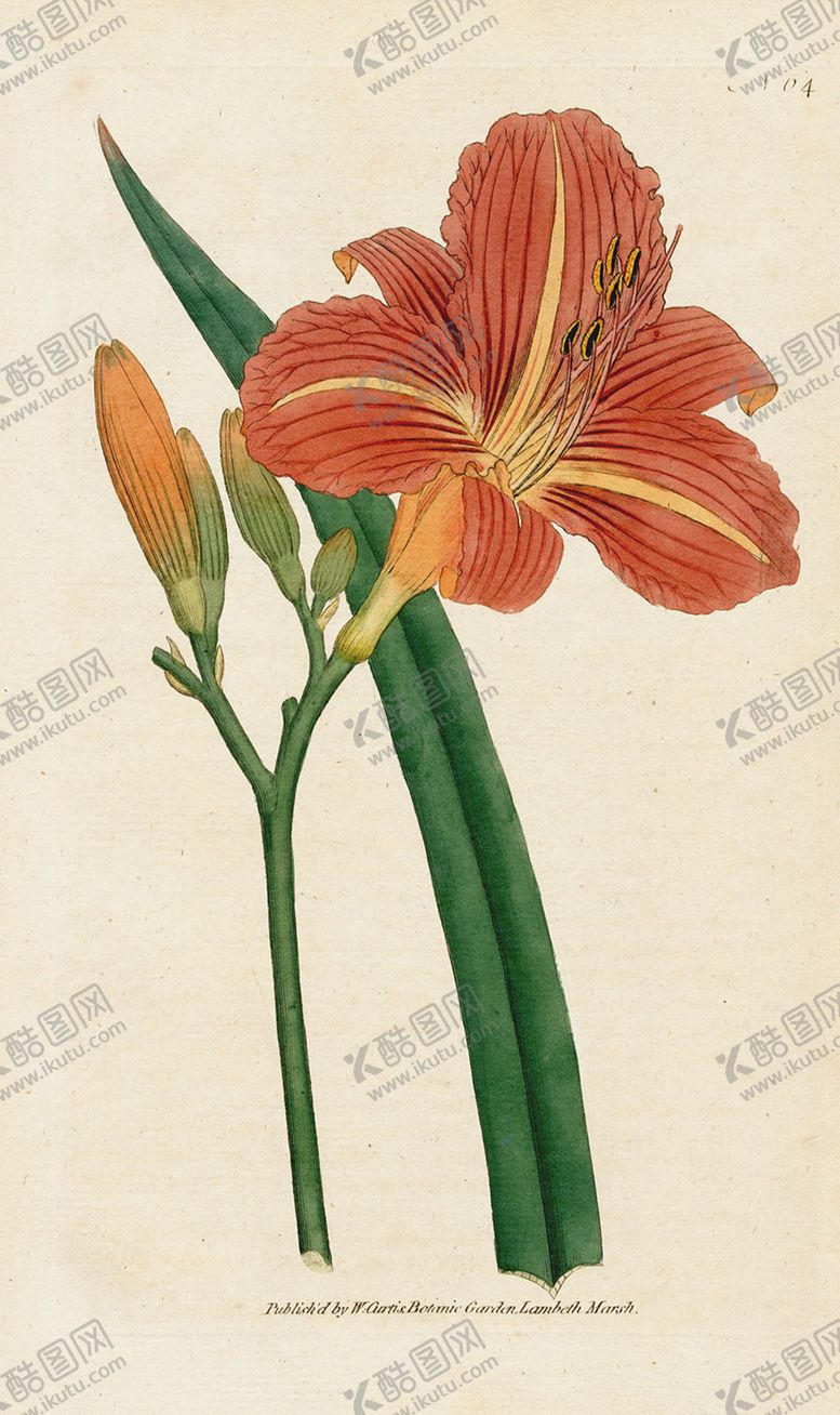 编号：51243905060626478285【酷图网】源文件下载-欧式复古色调花朵植物
