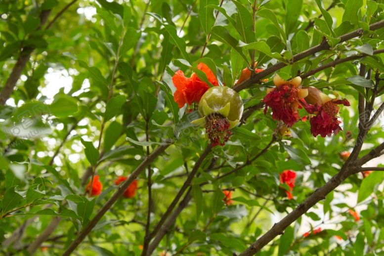 编号：46302709280821503749【酷图网】源文件下载-石榴花