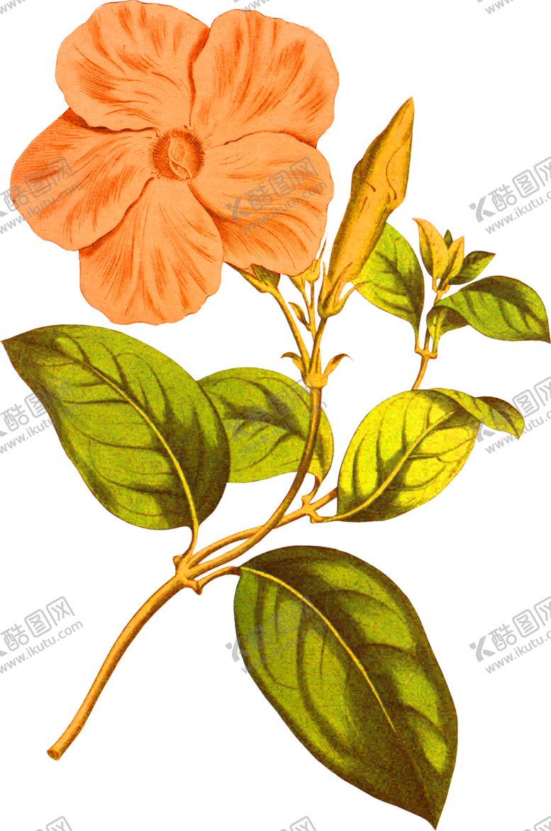 编号：58637009250235569660【酷图网】源文件下载-花素材