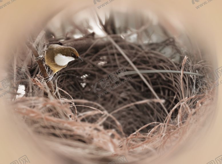 编号：34429910010212219105【酷图网】源文件下载-影楼海报