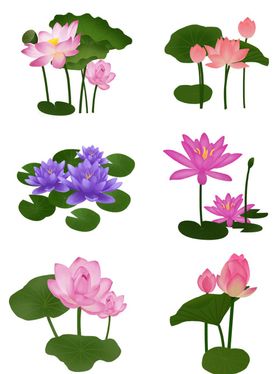 荷花