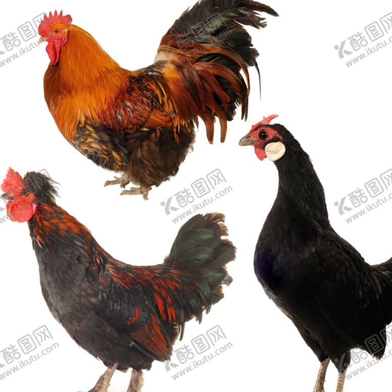 编号：29419109241800087162【酷图网】源文件下载-公鸡