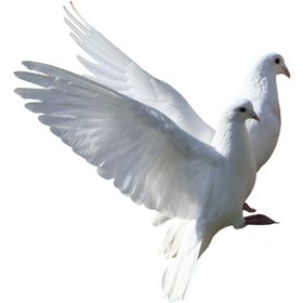 鸽子