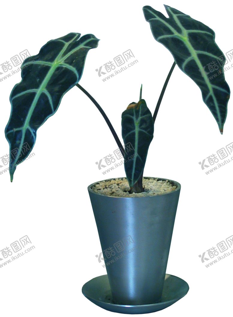 编号：63935610310728551877【酷图网】源文件下载-矮花卉