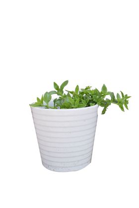 家居绿植摆件