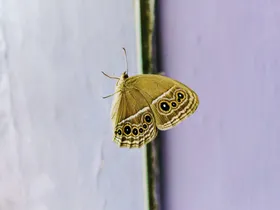 蝴蝶摄影昆虫虫类