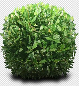 绿色植物效果图竹栏杆树叶电视背景墙
