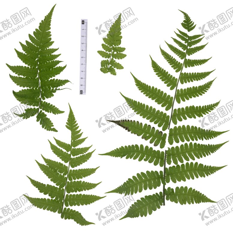 编号：54042301261945046469【酷图网】源文件下载-蕨类植物贴图
