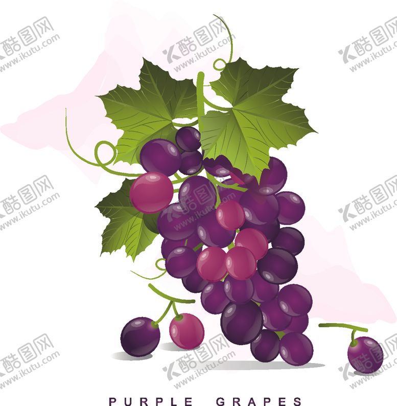 编号：47516210272205427798【酷图网】源文件下载-葡萄