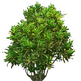 绿色相框婚庆花纹边矢量时尚