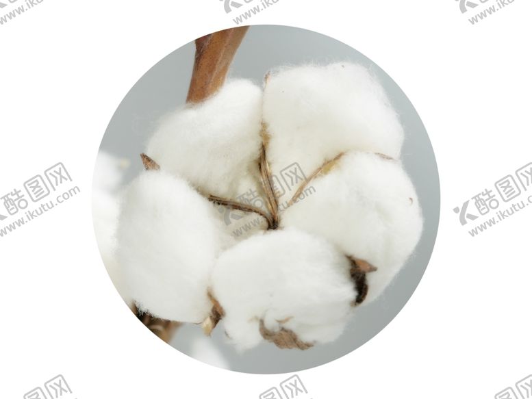 编号：81884210042013239223【酷图网】源文件下载-棉花
