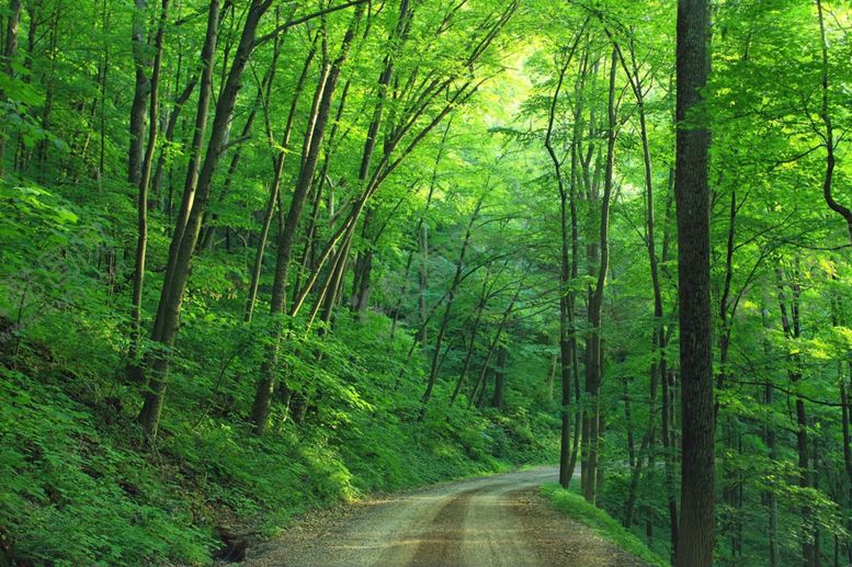 编号：17718110011144056084【酷图网】源文件下载-林间道路