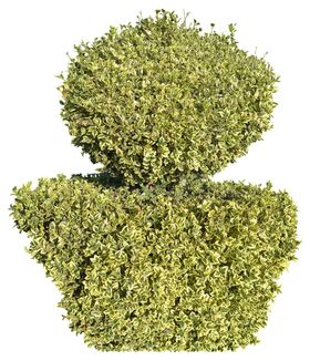 免扣树木素材