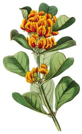 手绘复古花卉背景传统插画水彩