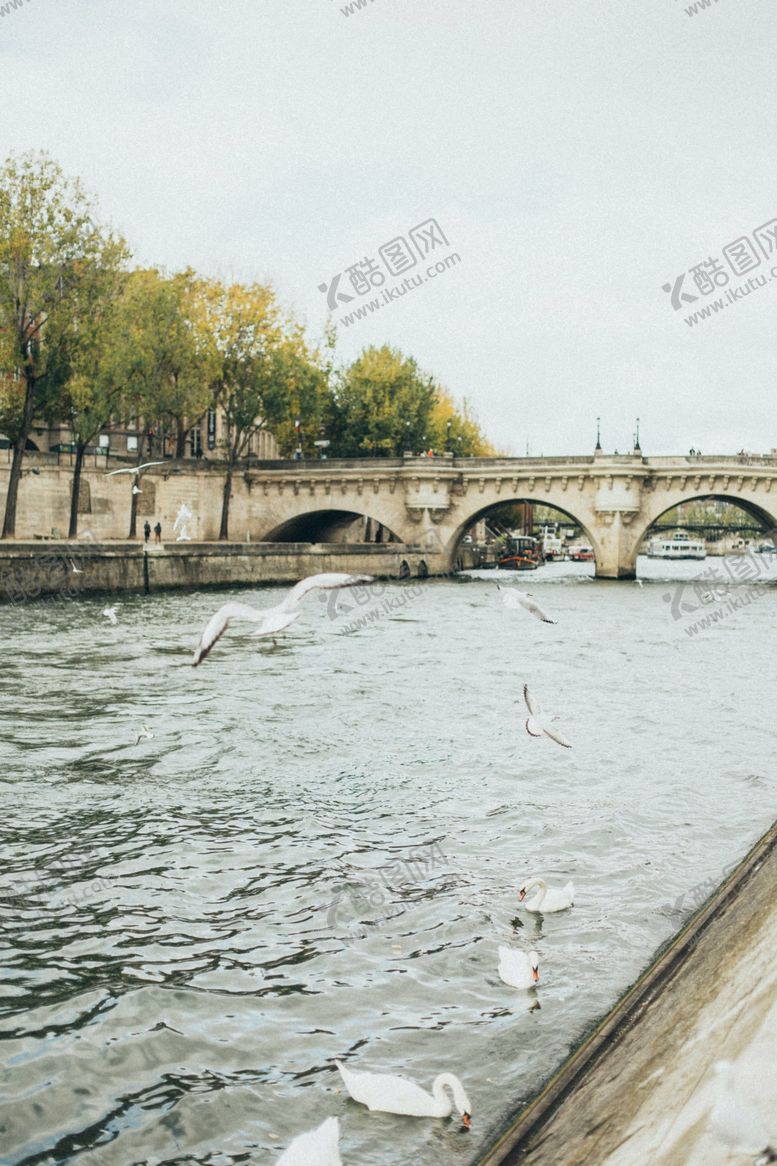 编号：46206412262014589763【酷图网】源文件下载-天鹅