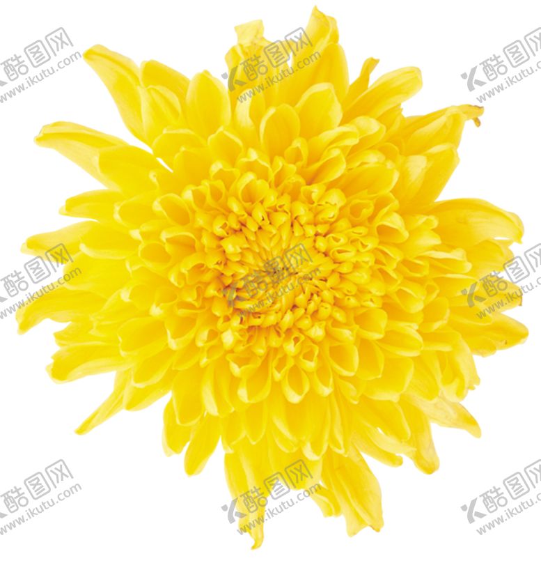 编号：40960305120640386006【酷图网】源文件下载-蒲公英