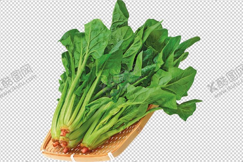 编号：89461909230150049986【酷图网】源文件下载-油麦菜