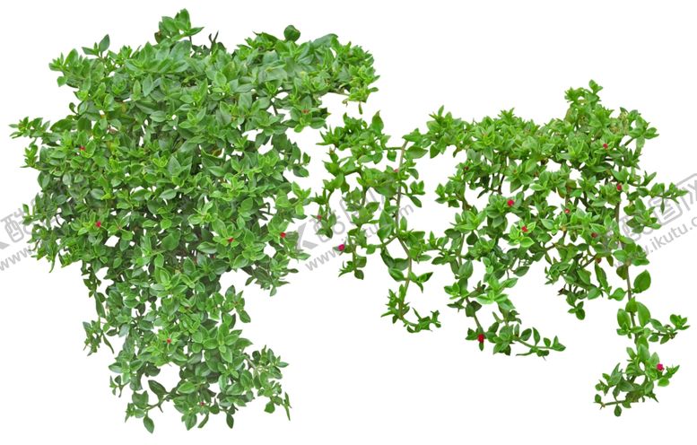 编号：67373210040429264560【酷图网】源文件下载-园林植物