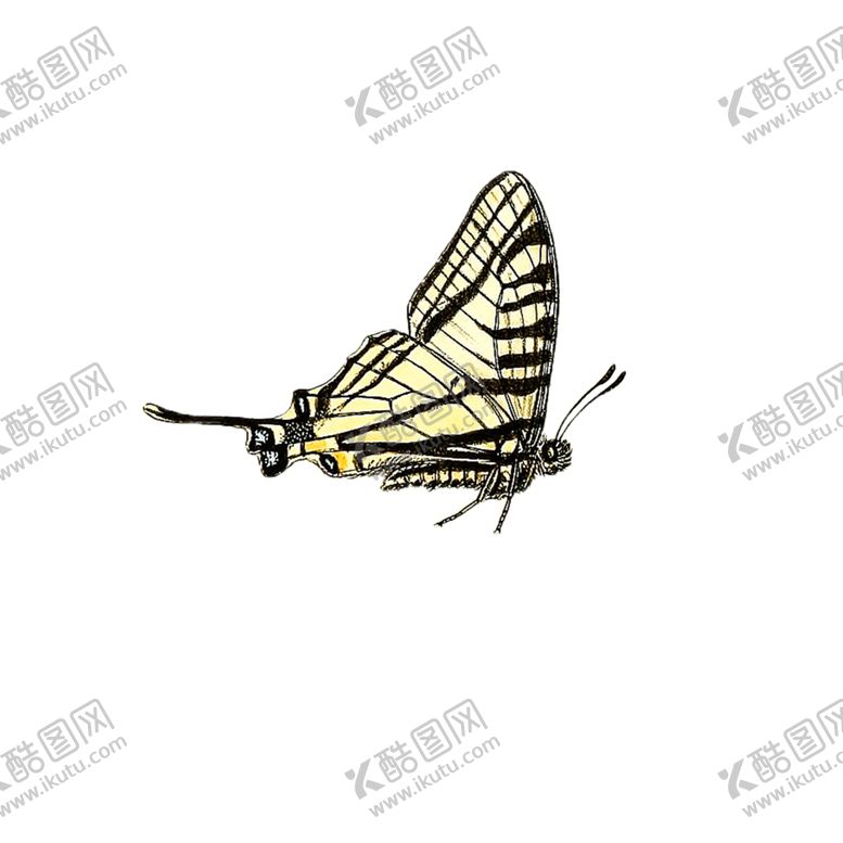 编号：52753106240535071986【酷图网】源文件下载-蝴蝶透明PNG免扣