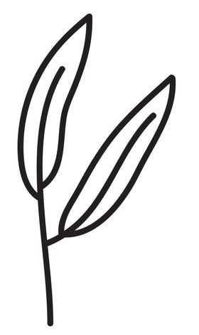 黑白手绘植物