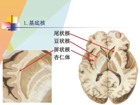 大脑解剖图