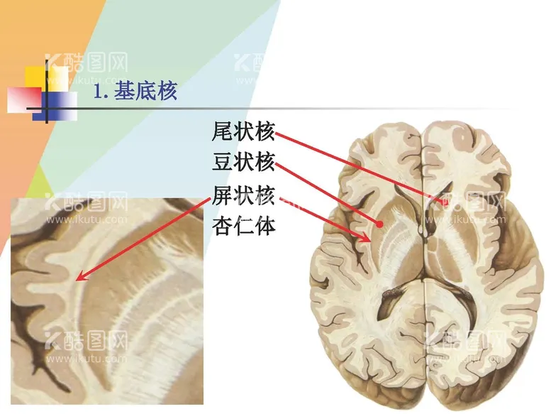 编号：75763901181440468801【酷图网】源文件下载-大脑解剖图 