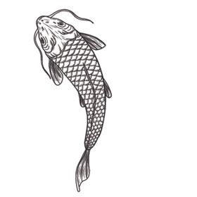 鲤鱼插画图案