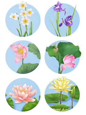 插画素材植物叶子简约风格