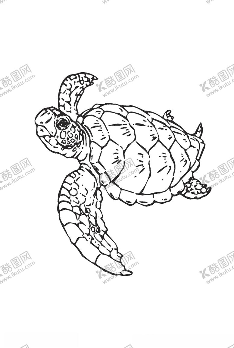 编号：34395907020010598596【酷图网】源文件下载-海龟