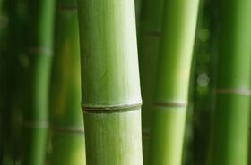 竹子