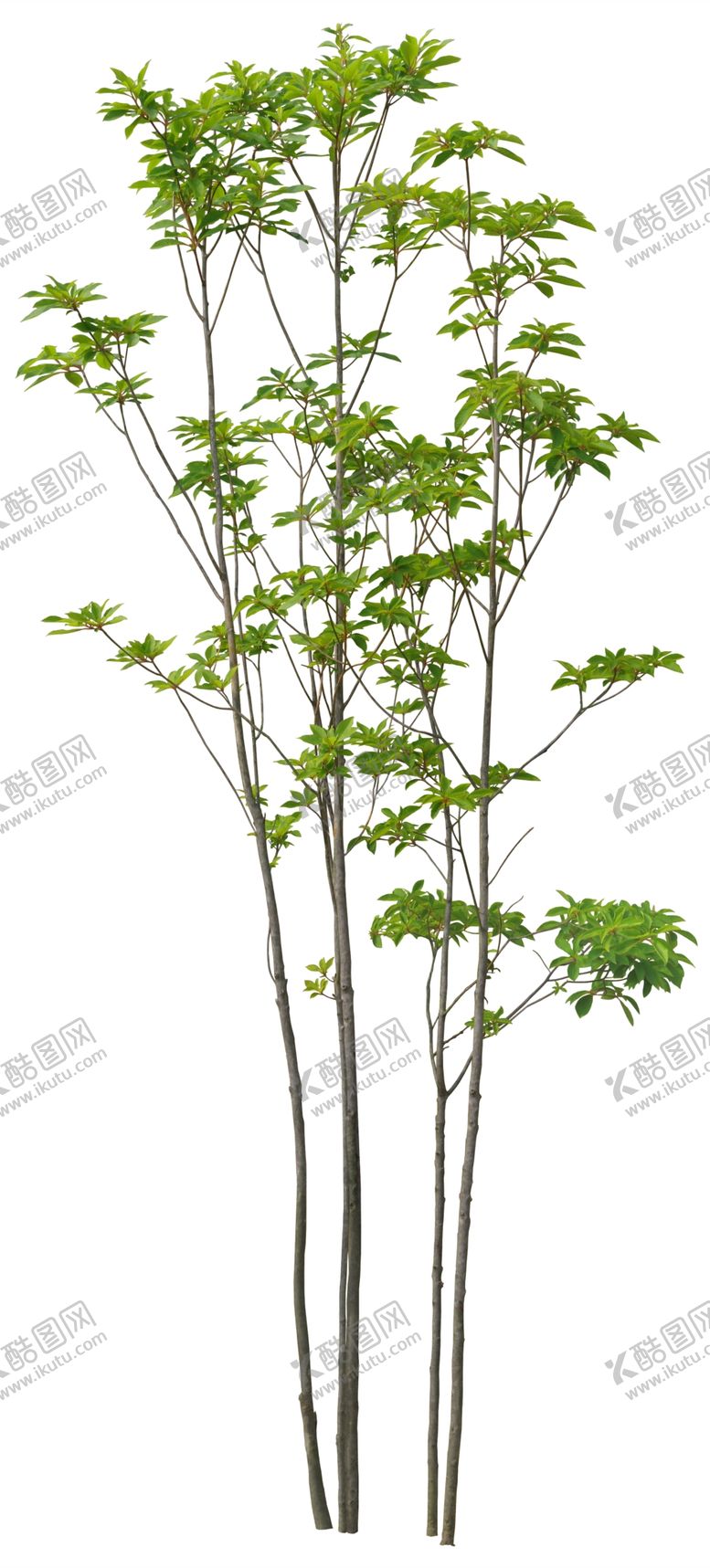 编号：25917309091913105614【酷图网】源文件下载-免扣植物树木素材图片