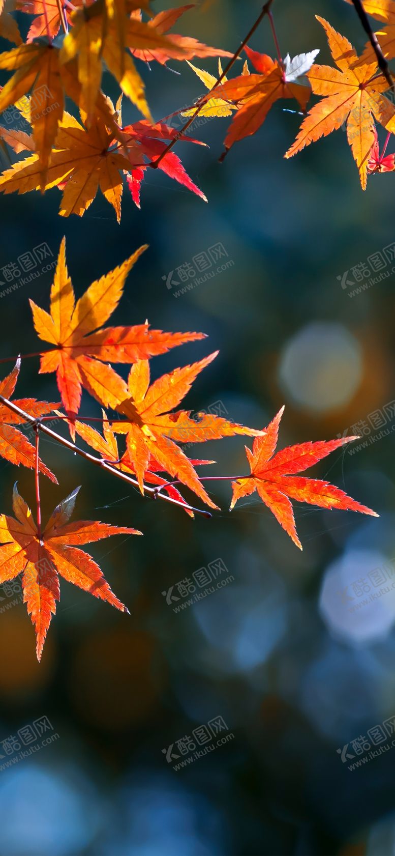编号：92218107031318222020【酷图网】源文件下载-手机壁纸