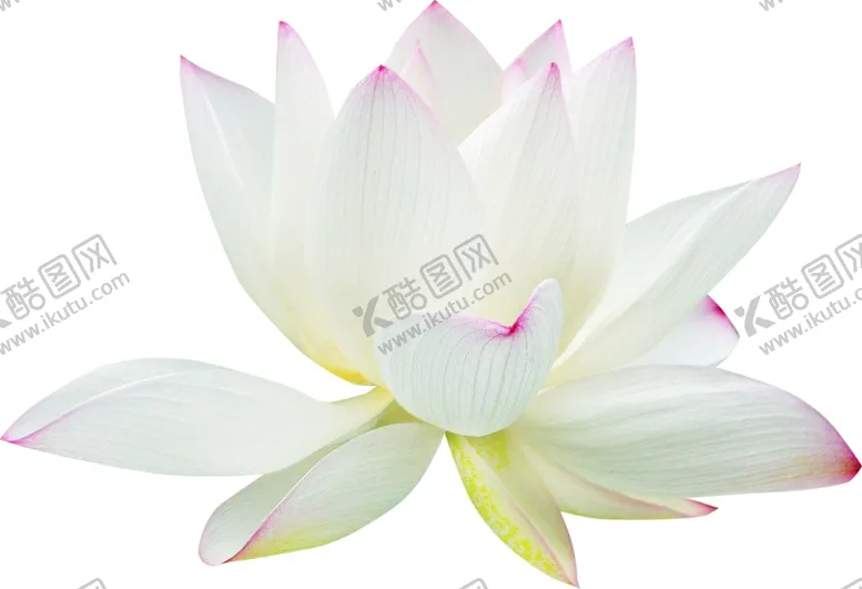 编号：21129303120440091567【酷图网】源文件下载-荷花荷叶