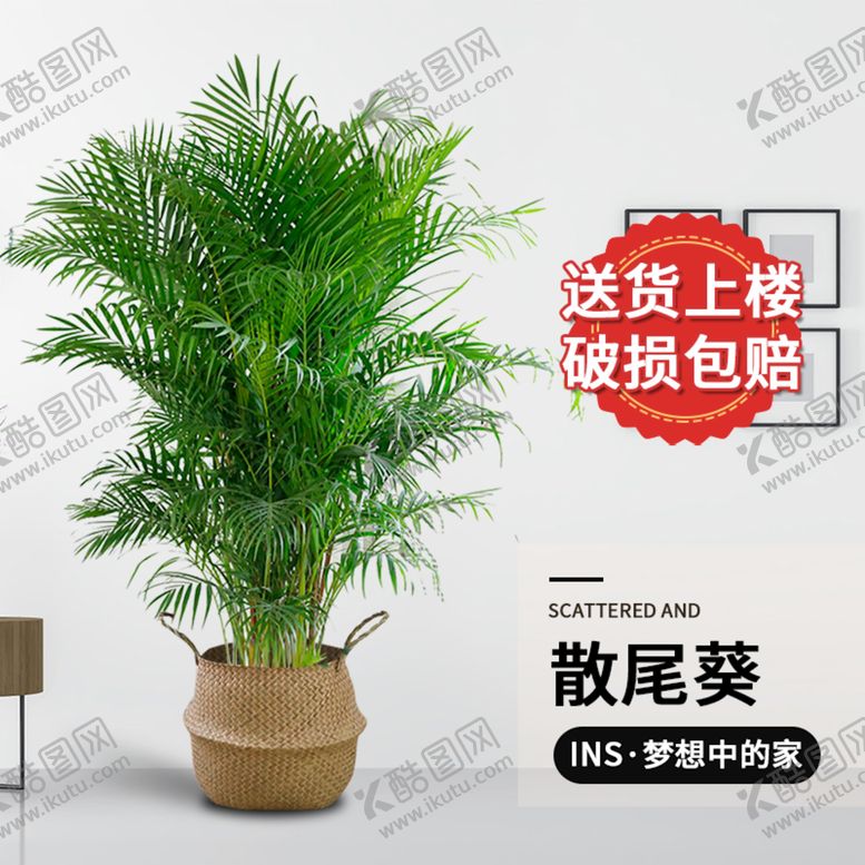 编号：79241009272101350784【酷图网】源文件下载-散尾葵主图