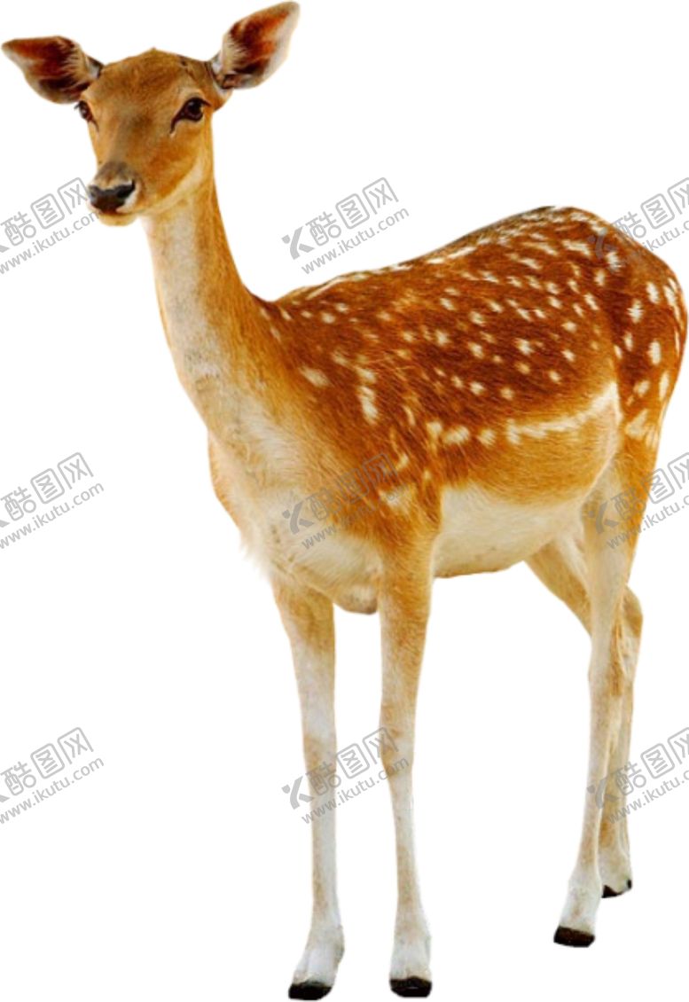 编号：26887710111527553111【酷图网】源文件下载-梅花鹿