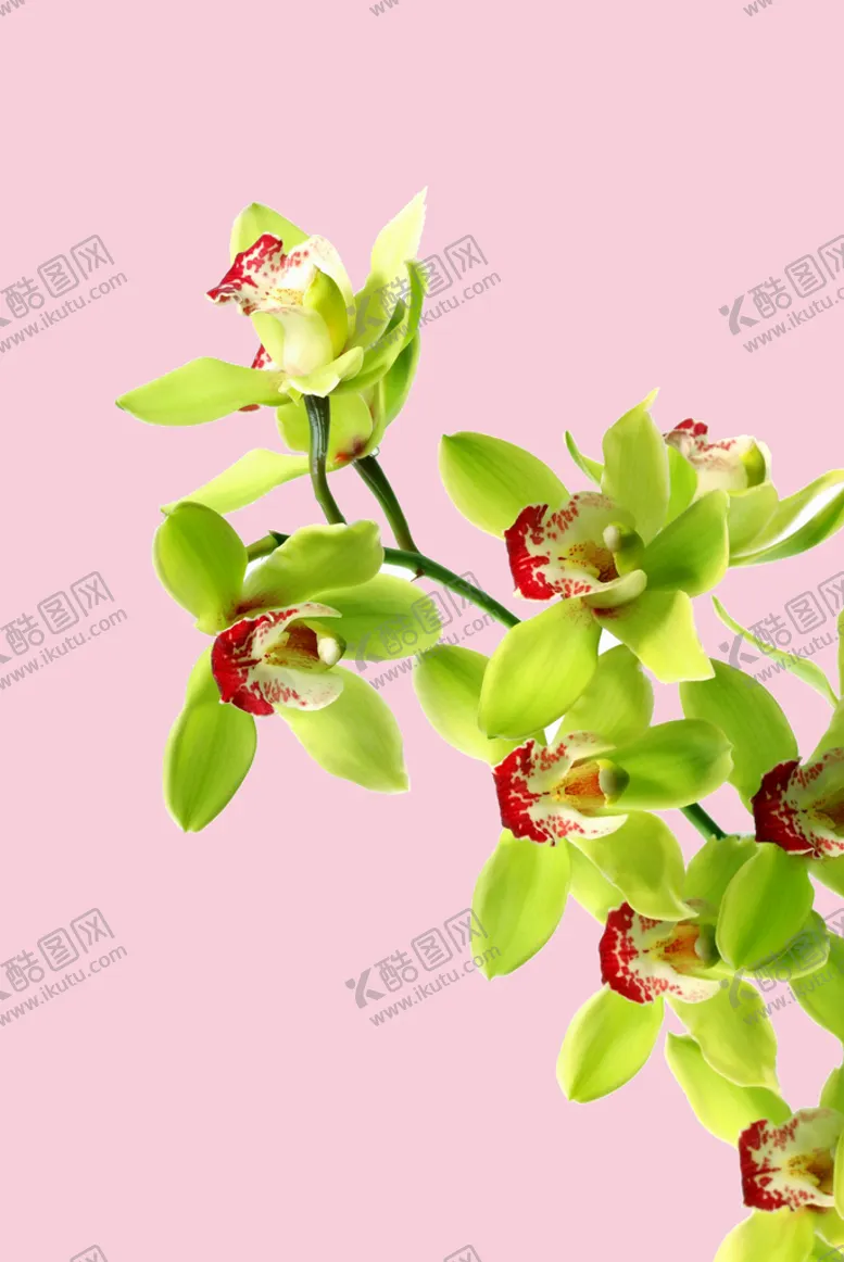 编号：50123409210900038974【酷图网】源文件下载-蝴蝶花朵