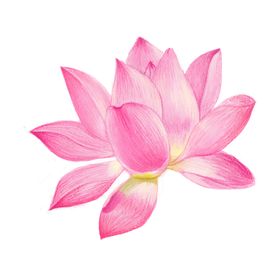 手绘粉色荷花