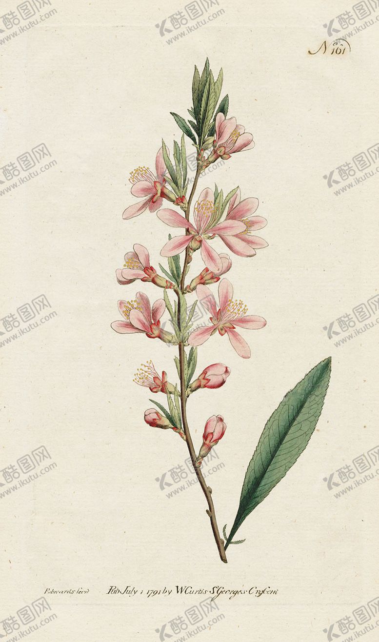 编号：46575605091915019238【酷图网】源文件下载-欧式复古色调花朵植物
