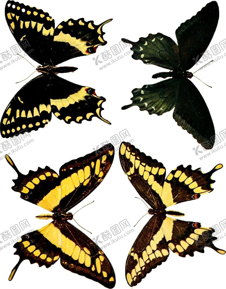 编号：25672209241408261946【酷图网】源文件下载-蝴蝶