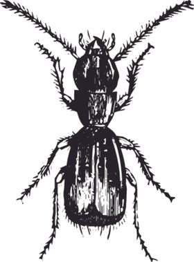 自然昆虫蝴蝶标本插画