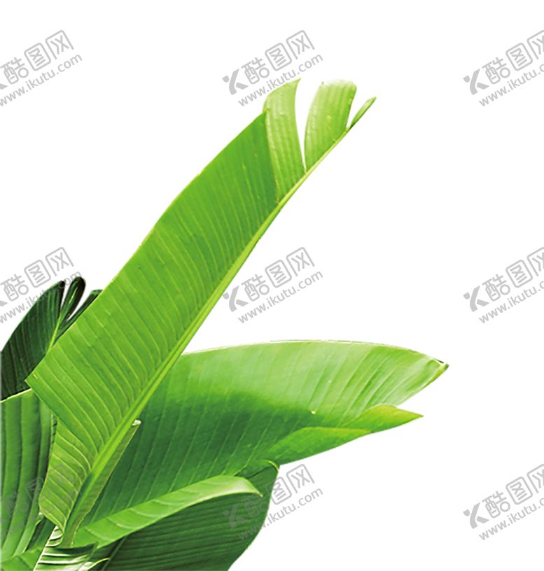 编号：53423010272102162101【酷图网】源文件下载-绿色植物